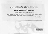 Puccinia valantiae image